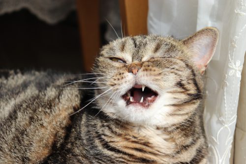American Shorthair cat about to sneeze