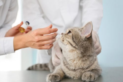 close up of cat laying on an exam table looking up at veterinarians as they administer vaccine