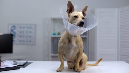 dog wearing a cone after neuter surgery while sitting on an exam table at clinic