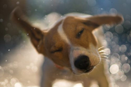 wet jack russell terrier dog shaking off water