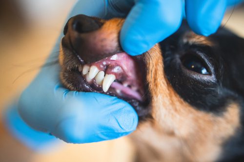 close up of a vet examining dog's teeth at the clinic