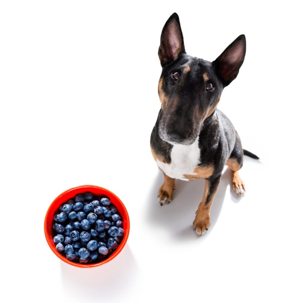 dog sitting in front of bucket of blueberries on a white background