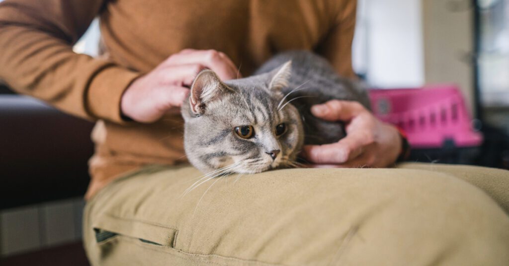 close up of cat laying on female owner's lap