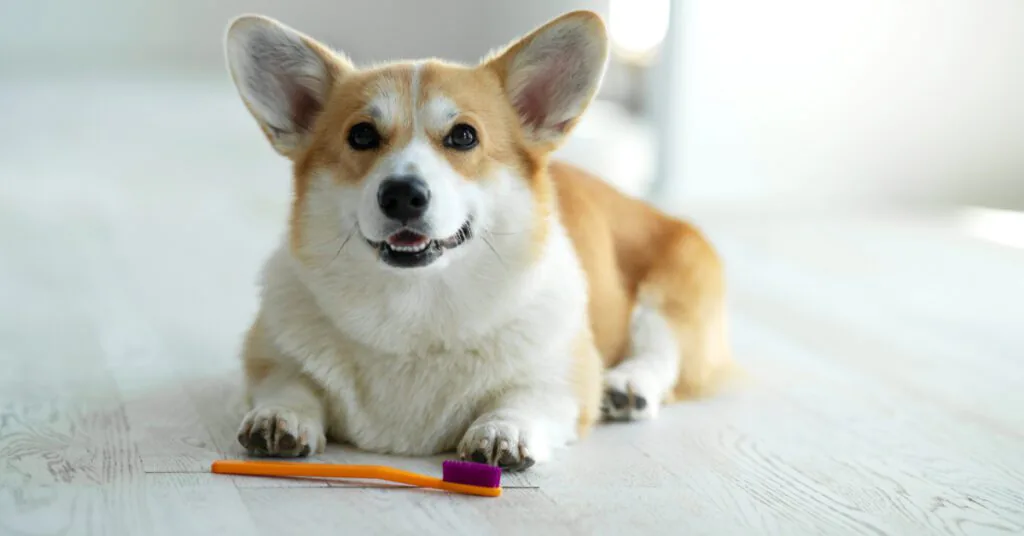 corgi dog laying on the floor with a toothbrush in front of him