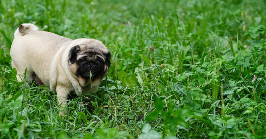 pug dog walking through grass