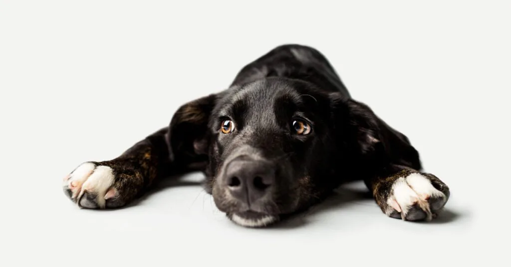 lethargic black lab dog laying on the floor