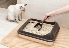 female pet owner cleaning litter box at home while cat watches