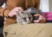 close up of cat laying on female owner's lap