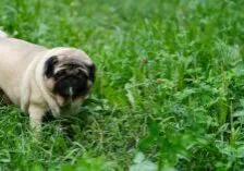 pug dog walking through grass
