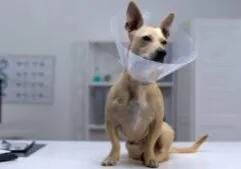dog wearing a cone after neuter surgery while sitting on an exam table at clinic