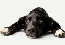 lethargic black lab dog laying on the floor